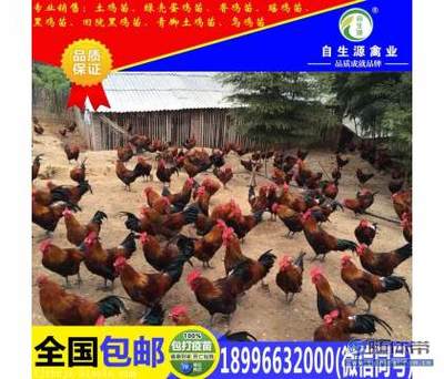 【香雞 香雞苗 香雞苗品種 香雞苗價(jià)格 香雞苗品種優(yōu)勢(shì)】梁平縣自生源家禽養(yǎng)殖基地 - 產(chǎn)品庫