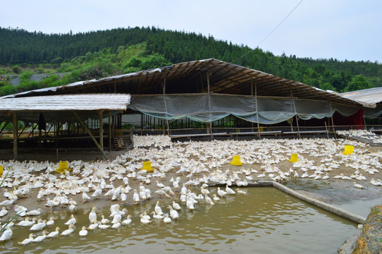 鴨子,土鴨養(yǎng)殖,鴨場