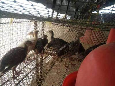 供應珍珠雞 珍珠雞價格 珍珠雞苗多少錢一只脫溫雞苗價格全國發(fā)貨