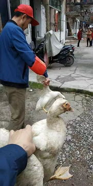 城區(qū)禁養(yǎng)家禽,市民朋友請自覺遵守