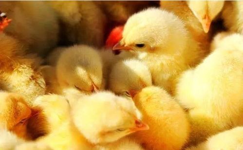 山西大象農(nóng)牧集團(tuán)年出欄840萬羽商品肉雞項目在臨猗縣落地開工