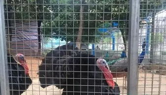還有這種操作 撫州一動物園養(yǎng)家禽 還要收取每人20元的門票