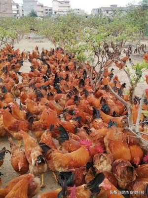 發(fā)酵飼料太酸動物不愛吃怎么辦?優(yōu)質(zhì)發(fā)酵飼料的制作技術(shù)