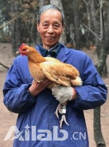 外媒 用區(qū)塊鏈技術(shù)養(yǎng)雞,中國走在了前列