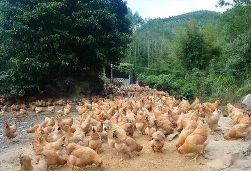 糞水澆地罰款 砍伐樹木罰款 養(yǎng)家禽被禁,農(nóng)民到底可以做什么