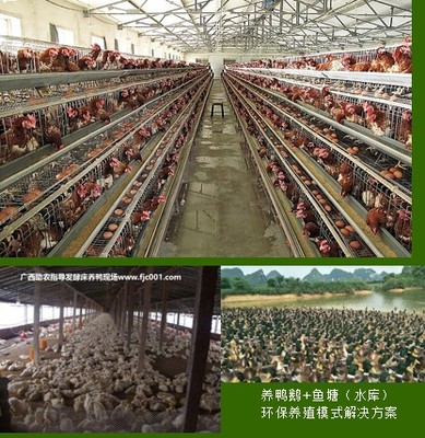 助農(nóng)家禽養(yǎng)殖服務(wù)內(nèi)容