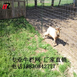 批發(fā)零售1.4米鍍鋅鐵絲網(wǎng) 牛欄網(wǎng) 散養(yǎng)家禽牲畜 廠(chǎng)家直銷(xiāo)