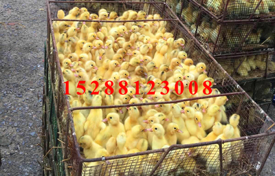 金定鴨苗飼養(yǎng)要多注意觀察及時(shí)跟進(jìn)進(jìn)行鴨苗分群_家禽_農(nóng)業(yè) - 嘻嘻哈哈分類信息