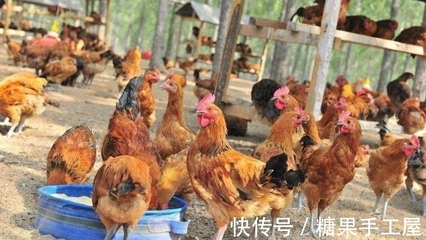 2022年家禽養(yǎng)殖最大的變數(shù)或不是家禽行情,而是豆粕價(jià)格