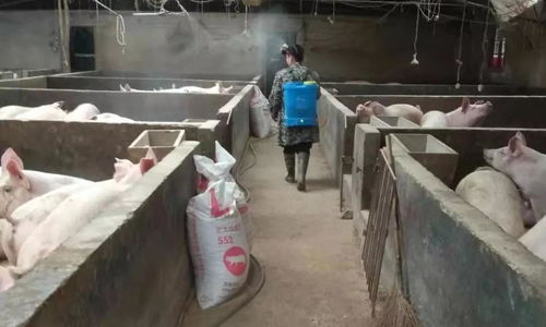 戰(zhàn)疫情 保春耕 懷化洪江市 水果天堂 春來忙