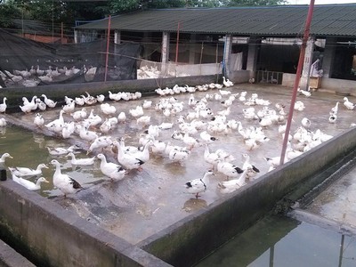 公司簡介