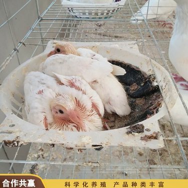 宣威市農(nóng)興養(yǎng)殖