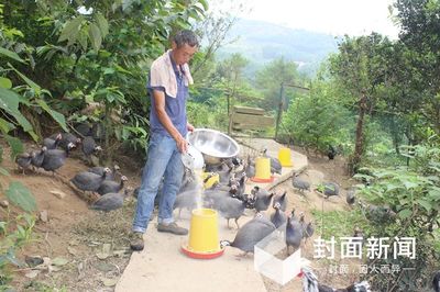 貧困戶家禽銷售遇難題 “互聯(lián)網(wǎng)+農(nóng)產(chǎn)品”模式來解決