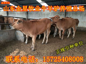 肉牛的價格