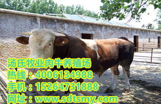 肉牛養(yǎng)殖的成本高嗎 小牛犢價(jià)格行情 種牛苗多少錢