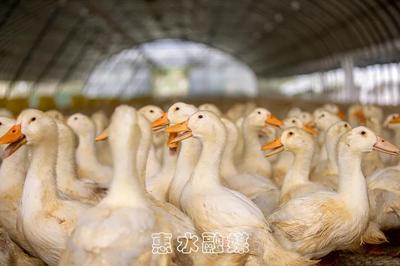 惠水?dāng)[金鎮(zhèn):生態(tài)家禽養(yǎng)殖業(yè) 開啟群眾致富路