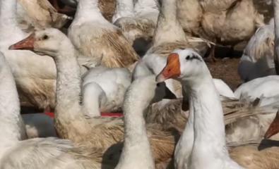 揚州白鵝