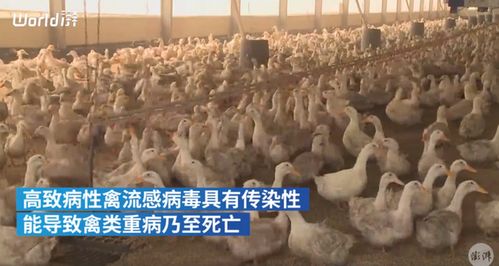 韓國撲殺440多萬只家禽,防止高致病性禽流感疫情擴散
