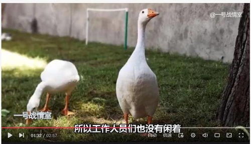 美英法使館逃離阿富汗,中國大使館在干什么 種菜,養(yǎng)家禽