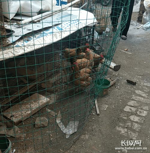 9月20日至26日民聲熱點 小區(qū)周邊飼養(yǎng)家禽牲畜污染環(huán)境