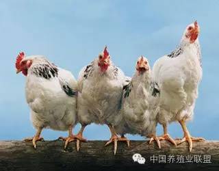 他們,才是養(yǎng)雞人心中的痛