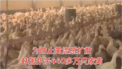 警惕禽流感擴(kuò)散,韓國撲殺440多萬只家禽 醫(yī)生 預(yù)防禽流感,這幾點牢記