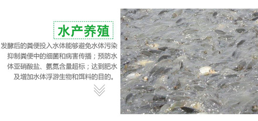 花白鰱魚(yú)池子怎么用雞糞肥水不發(fā)黑