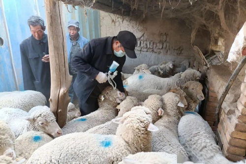 銀達(dá)鎮(zhèn)扎實(shí)開(kāi)展秋季動(dòng)物疫病防治工作