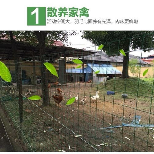鑫華養(yǎng)殖圍欄護(hù)欄家禽圍網(wǎng)小孔鐵絲網(wǎng)養(yǎng)雞防護(hù)格柵柵欄籬笆圍欄