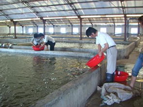 水產(chǎn)養(yǎng)殖病蟲(chóng)害防治新解