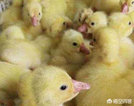 肉鴨、鵝養(yǎng)殖失敗的原因有哪些?