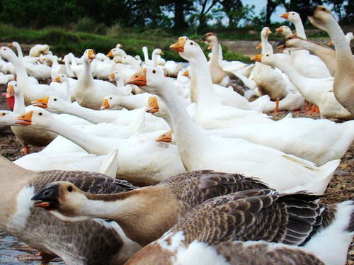 俄羅斯停止從愛(ài)沙尼亞進(jìn)口家禽產(chǎn)品,除了雞蛋,還有很多禁止