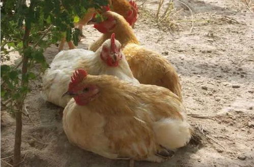 養(yǎng)雞催肥用什么藥效果最好 養(yǎng)雞戶快來(lái)學(xué)