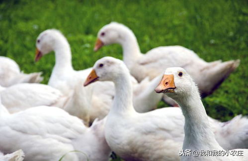 三階段養(yǎng)好商品肉鵝,70天左右便可出欄,掌握技術(shù)很關(guān)鍵