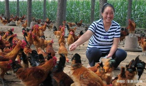 農(nóng)村俗語(yǔ) 雞不三年,犬不六載 ,禽畜養(yǎng)久生禍端,有無(wú)道理