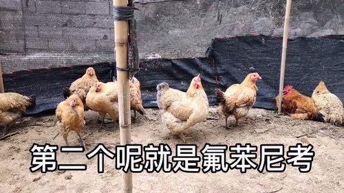 家禽常見的幾種病蟲,養(yǎng)雞人一定要知道,應該如何防治