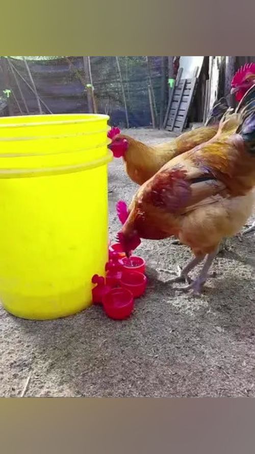 搞家禽養(yǎng)殖的,建議制作一個這樣的自動飲水器,自動補水,不用人看 三農(nóng) 養(yǎng)殖設備 家禽養(yǎng)殖