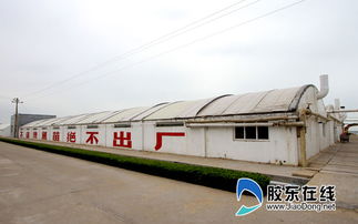 煙臺(tái)一企業(yè)南魚(yú)北養(yǎng) 成國(guó)內(nèi)唯一 夢(mèng)幻之魚(yú) 苗種供應(yīng)商