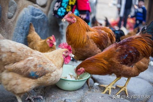 堅(jiān)決抵制農(nóng)民飼養(yǎng)家禽,養(yǎng)家禽就是在破壞農(nóng)村的生活環(huán)境 飼料 養(yǎng)豬 土雞 網(wǎng)易訂閱