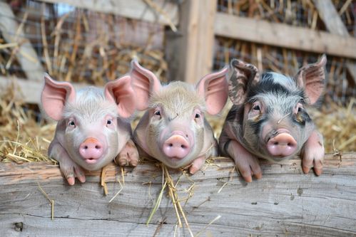 家禽家畜養(yǎng)殖豬圖片 攝影圖 下載至來(lái)源處