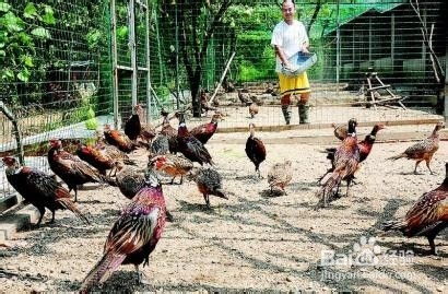 農(nóng)村創(chuàng)業(yè) 農(nóng)村飼養(yǎng)家禽經(jīng)驗(yàn)談