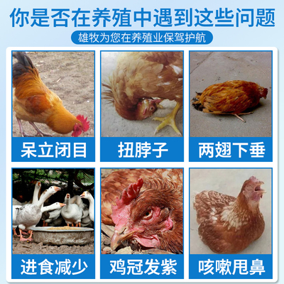 家禽健康守護(hù)者!雄牧瘟疫清如何拯救你的雞鴨鵝?