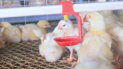 疫情當(dāng)前 家禽養(yǎng)殖更要注意防病!