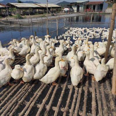 櫻桃谷鴨排行榜