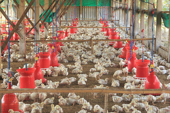 家禽農(nóng)場(chǎng)工業(yè)養(yǎng)殖