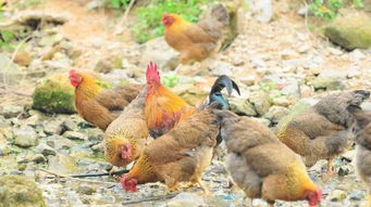 除了 車田豆腐 ,車田鎮(zhèn)這些產(chǎn)業(yè)也在打造中...