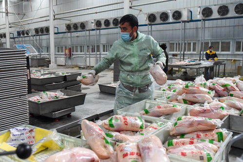 北京烤鴨里的和田味道