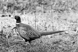 家禽養(yǎng)殖合作社尋百萬資金合作