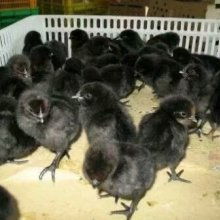 沭陽(yáng)縣順明家禽養(yǎng)殖場(chǎng)