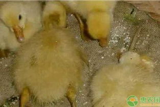 家鵝常見病的特征及防治方法